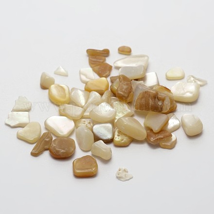 Aucun trou naturelles perles de coquillages blancs SSHEL-E556-05-1