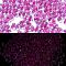 Luminous Glass Seed Beads, Glow in the Dark, Peanut, Magenta, 2.5x4x2mm, Hole: 0.8mm, about 11250pcs/pound