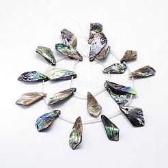 Natur Paua Muschel Perlen Stränge&nbsp;SSHEL-J047-13