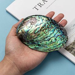 Decorazione conchiglia abalone naturale / conchiglia paua&nbsp;X-SSHEL-F0005-01