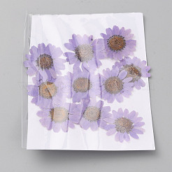 Fleurs séchées pressées&nbsp;DIY-WH0308-412C-1