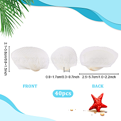 40 coquillage naturel pour décoration d'aquarium&nbsp;SHEL-PH0001-69B