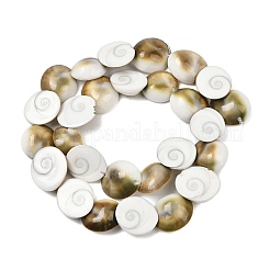 Brins de perles naturelles en coquillage œil de Shiva&nbsp;SHEL-G021-01C
