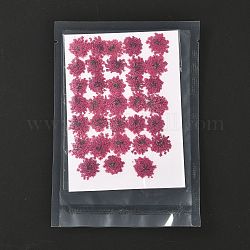 Gepresste Trockenblumen, für Handy, Fotorahmen, Scrapbooking DIY Handarbeit, Kamelie, 15~20x13~19 mm, 100 Stück / Beutel