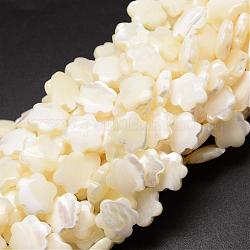 Fili di perle di conchiglia trochid naturale / trochus, fiore, bianco crema, 12x3~4mm, Foro: 1 mm, circa 34pcs/filo, 15.35 pollice