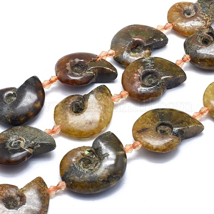 Perles d'ammonites naturelles / perles de conques graduées G-O179-K04-2-1