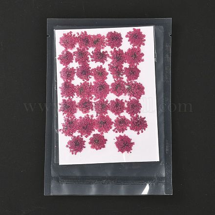 Flores secas prensadas DIY-K032-58M-1