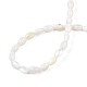 Freshwater Shell Beads Strands SHEL-T009-A15-01-4