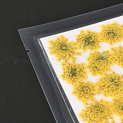 Fleurs séchées pressées&nbsp;DIY-K032-58L
