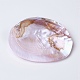 Decorazione di conchiglie di perle d'acqua dolce naturale SHEL-K002-01A-3