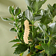 空白の真鍮の植物ラベル  シードポッティング用  ハーブ  花  野菜  鳥  昆虫  24~61x38~60x0.5mm  6スタイル  2個/スタイル  12個/セット AJEW-WH0500-001-4