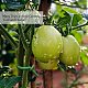 Ahandmakerソフトツイストタイ  トマトバラのつるを整理するための2ロール直径3mmの再利用可能な庭の植物ツイストタイ  植物のつるをサポートします  茎（緑  65.6フィート） MW-GA0001-01B-7
