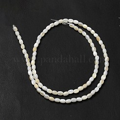 Filo di perline di conchiglia d'acqua dolce naturale&nbsp;BSHE-E026-16A