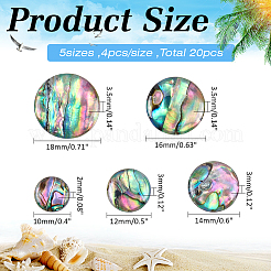 16 cabochon en coquillage paua naturel&nbsp;SHEL-WR0001-13