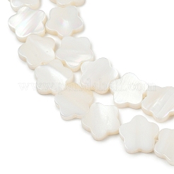 Hebras naturales de cuentas de concha de agua dulce&nbsp;SHEL-K010-01A