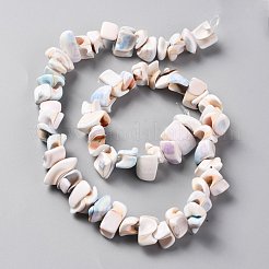 Naturali di acqua dolce perline shell fili&nbsp;SHEL-C001-04