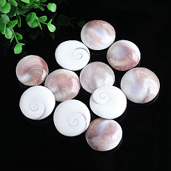 Natürliche Muschelschalen runde Dekorationen&nbsp;PW-WG89460-01