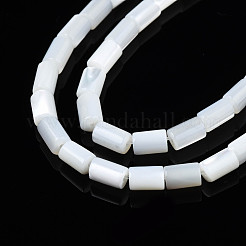 Naturali di acqua dolce perline shell fili&nbsp;SHEL-N003-26