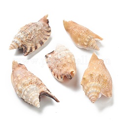 Natural Conch Shell Display Decorations, Peru, 52~65x28~33x20~27mm