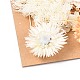 Сушеный цветок DIY-B018-02-2