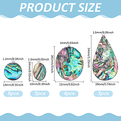 18 Stück 4 Stile natürliche Paua-Muschel-Cabochons&nbsp;SHEL-WR0001-10