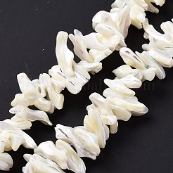 Trochid naturale perline shell fili&nbsp;X-SSHEL-G023-05B