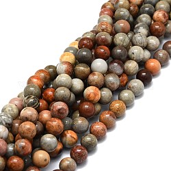 Natural Fossil Coral Beads Strands, Round, 10mm, Hole: 1mm, about 38pcs/strand, 15.35''(39cm)