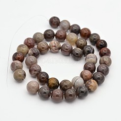 Bois pétrifié naturel perles rondes brins&nbsp;G-P101-01-12mm
