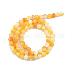 Fili di perline di conchiglia giallo dorato naturale&nbsp;SSHEL-G024-01A