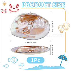 Natürliche Muscheln als Dekoration&nbsp;DIY-WH0899-659B