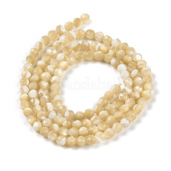 Natürliche Trochusmuschelperlenstränge&nbsp;BSHE-G036-08B-02