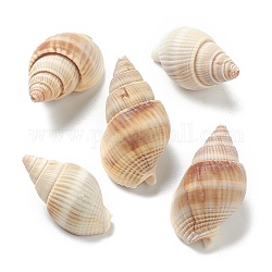 Perles de coquillage en spirale naturelle, perles non percées / sans trou, Pérou, 27.5~35x15~19x13~16mm