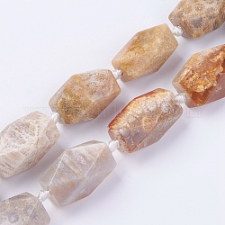 Fossili perle di corallo fili, sfaccettato, ovale, 22~24.5x14~18mm, Foro: 2 mm, circa 15pcs/filo, 16.3~16.5 pollice (41.7~42 cm)