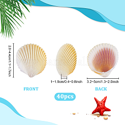 40 Stück natürliche Muschel für Aquariendekorationen&nbsp;SHEL-PH0001-69C
