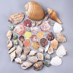 Perles de coquillage en spirale naturelle, perles non percées / sans trou, couleur mixte, 25~130x15~91x6~80mm