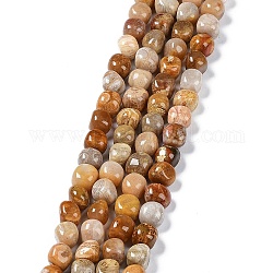 Natural Fossil Coral Beads Strands, Nuggets Tumbled Stone, 6.5~15x7~14x7~14mm, Hole: 1~1.4mm, about 32~33pcs/strand, 15.16~ 15.75 inch(38.5~40cm)