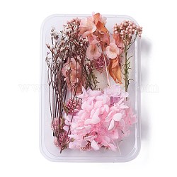 Fleurs séchées, accessoires de fabrication de savon bougie bricolage, avec boîte rectangulaire en plastique, rose, 2.2~15.5x1.7~7.6 cm