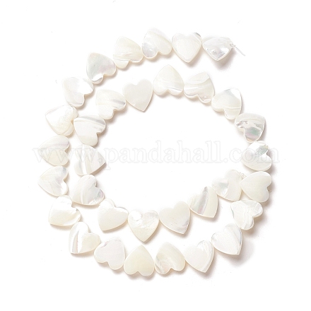 Perle trochid naturali / conchiglie trochus SSHEL-O001-27C-1