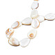 Shell normal de perles blanches de brins PBB263Y-1-7