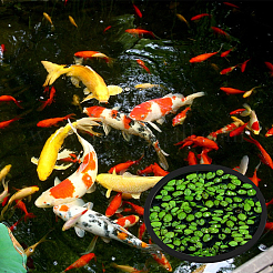 28 Stück 2 Arten Eva-Schaum Aquarium schwimmender Pflanzenring&nbsp;AJEW-BC0010-09B