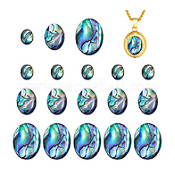 18 Stück 3 Stile natürliche Paua-Muschel-Cabochons&nbsp;SSHEL-PH0001-43