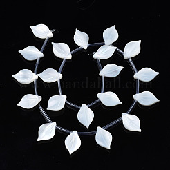 Bianco naturale perline shell fili&nbsp;SSHEL-S278-119