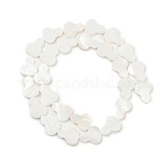 Naturali di acqua dolce perline shell fili&nbsp;SHEL-K010-02C