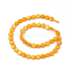 Fili di perline tinti in conchiglia naturale d'acqua dolce&nbsp;SHEL-K001-001H