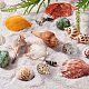 Beautiful Beach Sea Shells SSHEL-PH0002-16-6