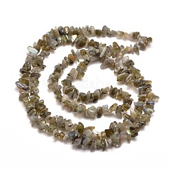 Natur Labradorit Chip Bead Stränge&nbsp;X-G-M205-13