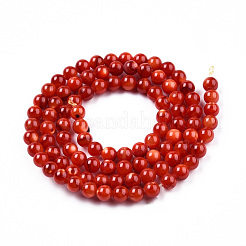 Naturali di acqua dolce perline shell fili&nbsp;SHEL-N026-205C-01