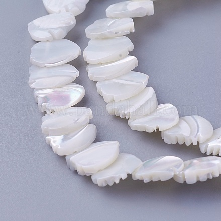 Chapelets de perles de coquillage SSHEL-E571-36-1