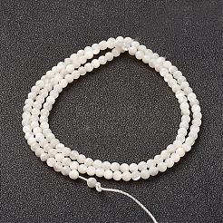Natürlichen weißen Muschelperlen Stränge&nbsp;G-G680-54