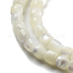 Natürliche Trochidschale / Trochusschalenperlenstränge&nbsp;BSHE-G038-01